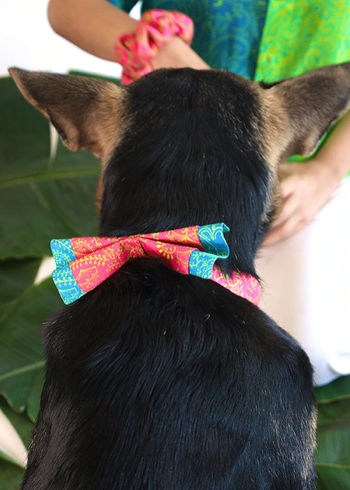 Furry Friend